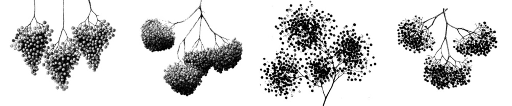 Whispers of Nature: Elderberry's Silent Symphony