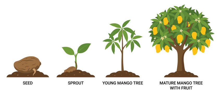 Illustration showing the life cycle of a mango tree from seed to a mature tree with fruit.