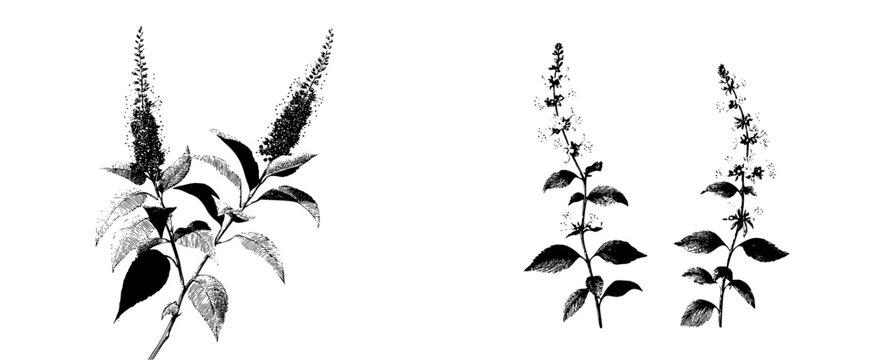 Elegant etchings of wildflowers in black and white