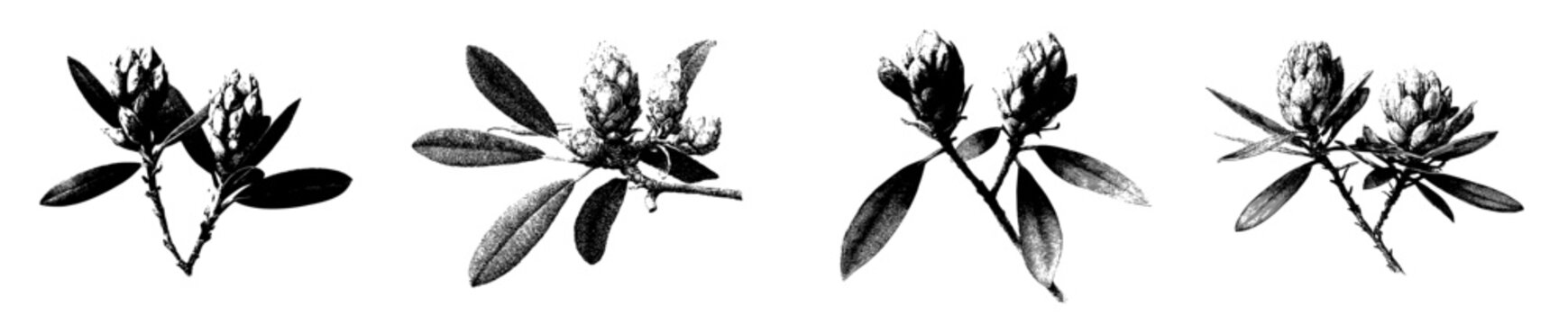 Elegant etching of Rhododendron branches with lar