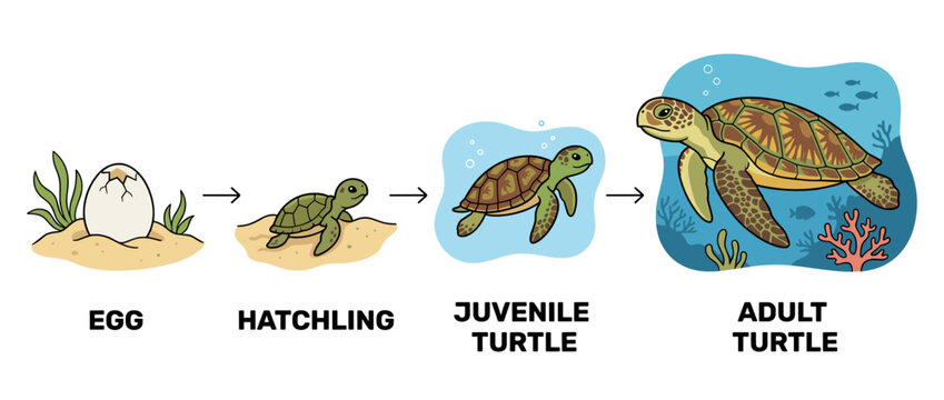 Illustration showing the life cycle of a sea turtle, from egg to hatchling to juvenile to adult.