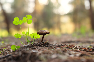mushrooms grow in the forest in springtime