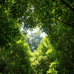 Sun-Drenched Canopy: Lush Green Forest Glimpse