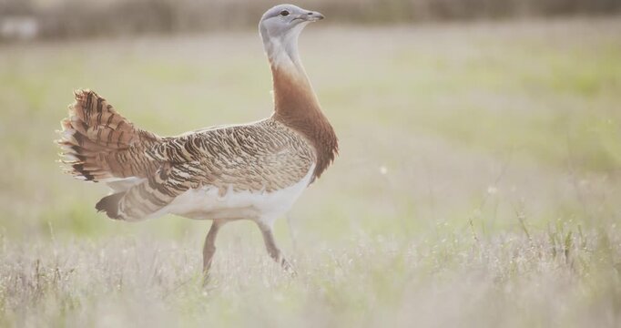 A male great bustard strutting in the meadow during the spring breeding season, in La Mancha, Spain.