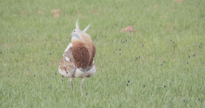 A male great bustards strutting and inflating its neck at the start of its courtship display in the meadow during the spring breeding season, in La Mancha, Spain.