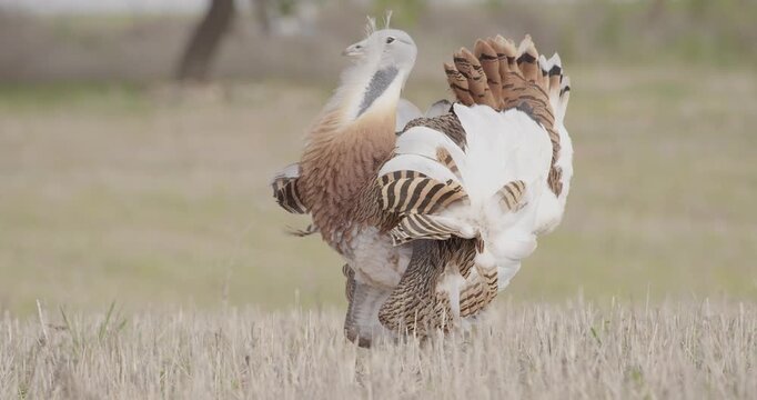 A male great bustard deflating after its display and vocalizing to other males in the meadow during the spring breeding season, in La Mancha, Spain.