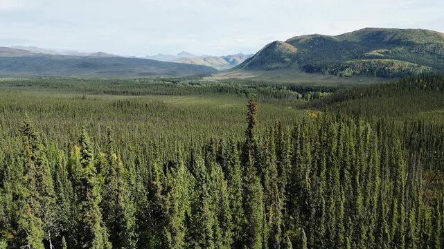 Sideways aerial view along the Dempster Highway in Canada showing needle like dense conifer forest, visible cones in tree canopies, gentle mountainous terrain, and strong side lighting.