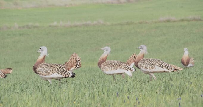 A group of male great bustards lekking in the meadow during the spring breeding season, in La Mancha, Spain.