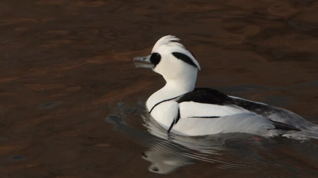 Closeup of a male Smew, Mergellus albellus. Winter. UK
