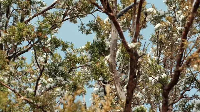 Cinematic slow-motion video captures winter wind blowing fresh snow from evergreen juniper branches. This high-detail footage shows a natural winter weather event in the American West.