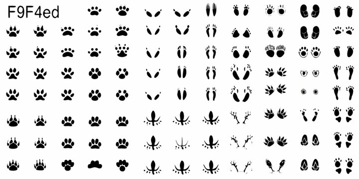 A dense pattern of various animal footprints and track impressions