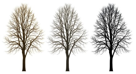Obraz premium Three bare trees in different shades on white background leafless trees tree silhouettes brown tree