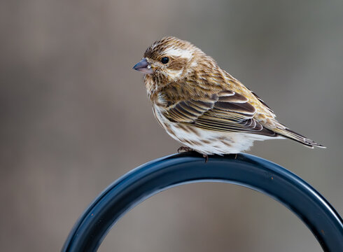 A female purple finch sitting on top of a shepherd's hook pole, with bits of sunflower seed on its beak 