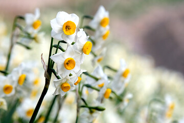 春を待ちわびた土手に咲くスイセン
