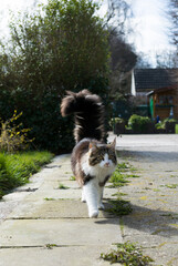 Maine Coon Mischling auf dem Weg nach Hause