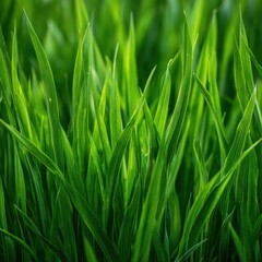 Naklejka premium Lush green blades of grass in sunlight.