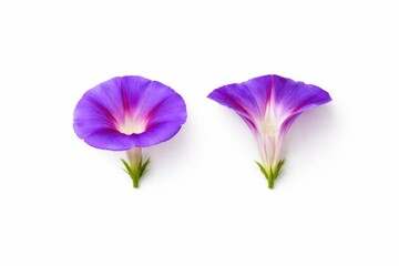 Morning glory botanical study with one bloom cut lengthwise showing trumpet interior and white throat studio photo isolated on white