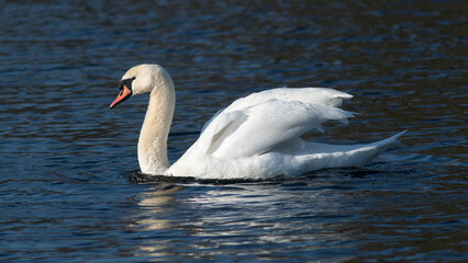 Fototapeta premium swan on the water