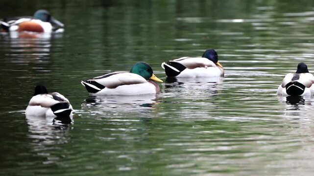 Mallard, blue duck, or ring-necked duck (Anas platyrhynchos), common and widespread throughout the Northern Hemisphere. Horizontal