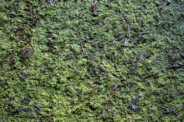 Surface c&ocirc;ti&egrave;re couverte d&rsquo;algues sombres et de vase humide &agrave; mar&eacute;e basse, avec un mince filet d&rsquo;eau formant un motif naturel &agrave; la surface. Texture organique typique du littoral breton.