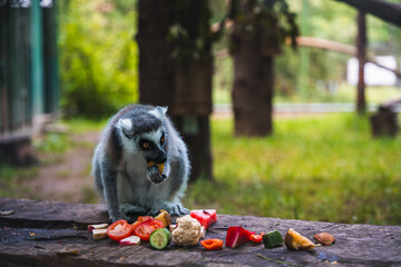 Fototapeta premium Lemur eating fruit