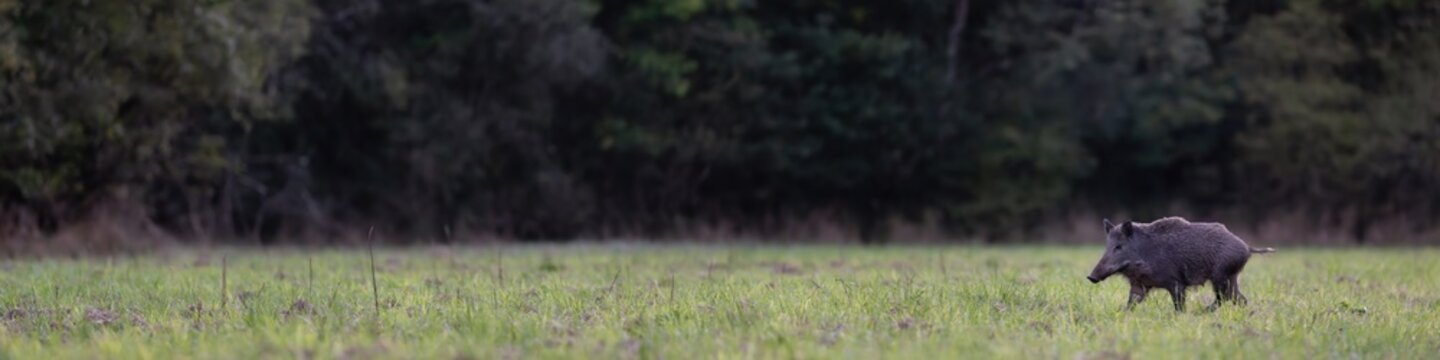 Wild boar sow crossing a plain while trotting  at the edge of the forest at dusk. Sus scrofa, Sologne, Loiret 45, r&eacute;gion Centre Val de Loire, France, European Union, Europe