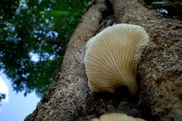 Pleurotus ostreatus, the oyster mushroom or oyster fungus on the trunk
