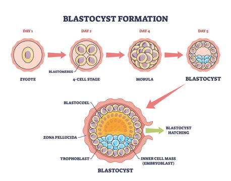 Blastocyst formation shown as stepwise early embryo development, moving from zygote to morula to blastocyst with labeled inner cell mass and trophoblast. Outline diagram