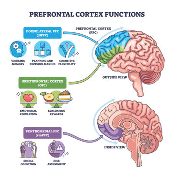 Prefrontal cortex functions brief diagram visualizes brain regions dlPFC, OFC, vmPFC and their roles in memory, decisions, emotion and risk, key objects, brain, labels, icons. Outline diagram