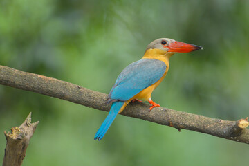 Obraz premium Stork-billed kingfisher (Pelargopsis capensis ) standing on branch in natural habitat 