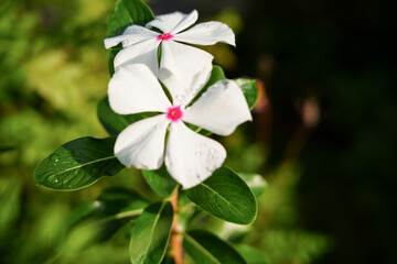 Close-up of fresh white Madagascar periwinkle flower with pink center and green leaves, photographed outdoors in natural sunlight with soft background, ideal for nature, wellness,and botanical themes.