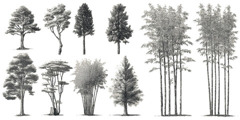 Fototapeta premium Collection of diverse trees and bamboo plants rendered in detailed grayscale etching style nature botanical