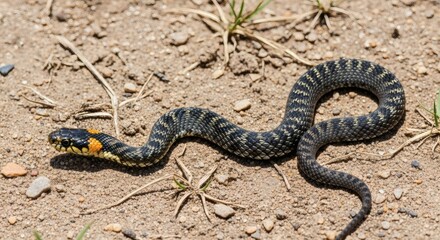 Fototapeta premium Ringed Natrix Snake Sunning in Grassland.