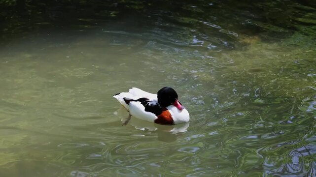 The common shelduck, Tadorna tadorna is a waterfowl species of the shelduck genus, Tadorna.