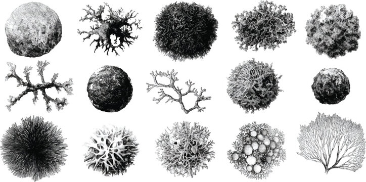 Collection of diverse grayscale lichen and coral like organic forms on white background texture nature