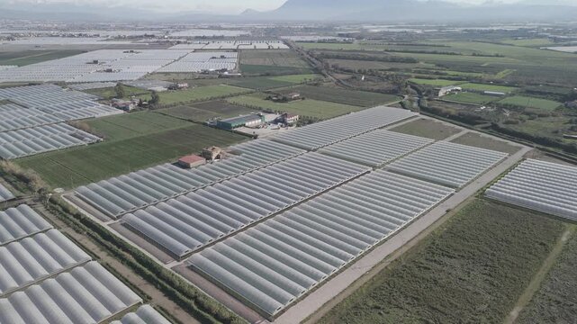 drone, vista su coltivazione in serra, piante e insalata. campania, italia