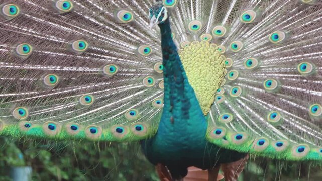 Beautiful male peacock spreading its colorful tail feathers.
