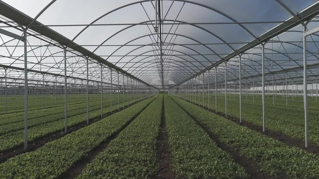Drone view of greenhouse cultivation, plants, and lettuce. Campania, Italy