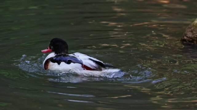 The common shelduck, Tadorna tadorna is a waterfowl species of the shelduck genus, Tadorna.