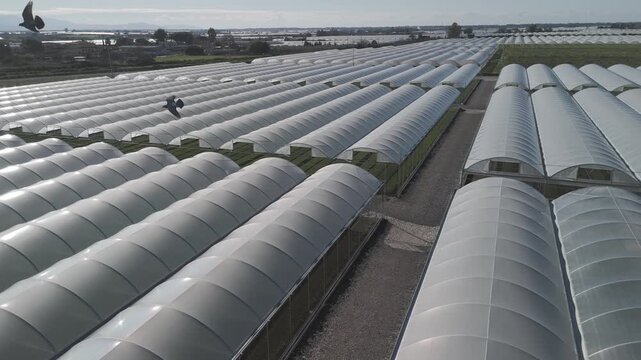 Drone view of greenhouse cultivation, plants, and lettuce. Campania, Italy