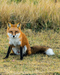 Fototapeta premium Red Fox Sitting in Grass Looking at Camera in Warm Morning Light, Wildlife Portrait