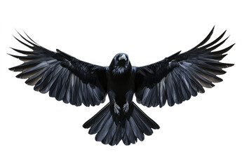 Obraz premium black raven in flight, with its wings spread wide, against a transparent background