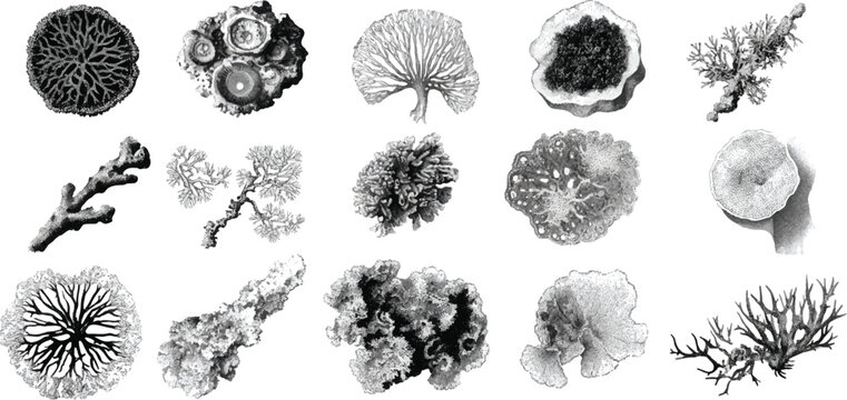 Collection of detailed black and white of various lichen species showcasing intricate textures and branching patterns
