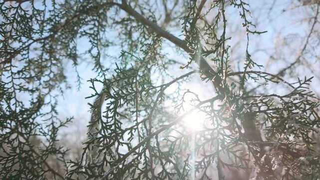 Bright rays of sunlight pass through hoarfrost-covered conifer of juniper tree, backlit by sunshine. Natural winter scene on frosty, sunny day, cypress needle-like in hoar frost in sunbeams background