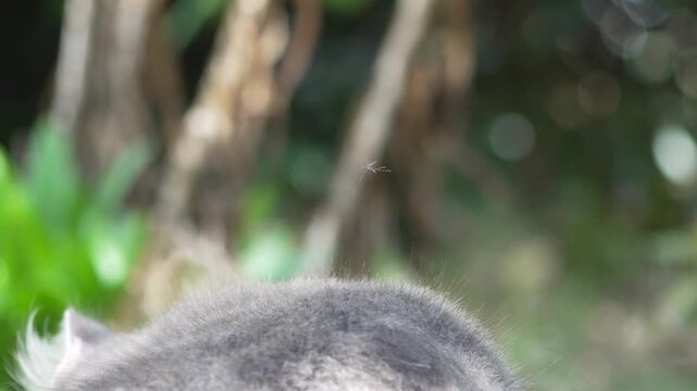 Cat, insect, nature. A small flying insect buzzes around a curious cat's head outdoors.