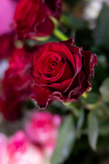 Red rose, valentine flower background. Romance