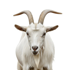 Obraz premium White goat with large horns isolated on transparent background