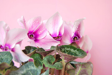 A bouquet of pink flowers of cyclamen isolated on pink background close up