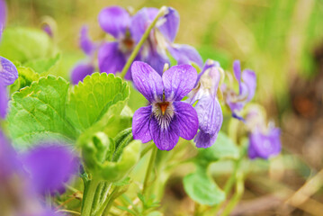 A flower of Viola Hirta close up, violet spring flower growing in the garden