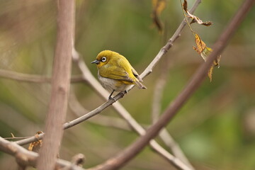 Indian white eye